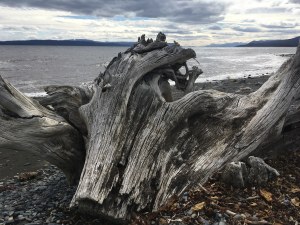 einde van de wereld boomstronk