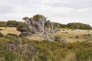 einde van de wereld scheve boom