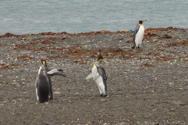 king pinguins 12 verliest veren