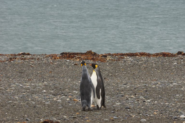 king pinguins 7 een stel