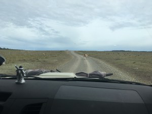 onderweg lama voor de auto