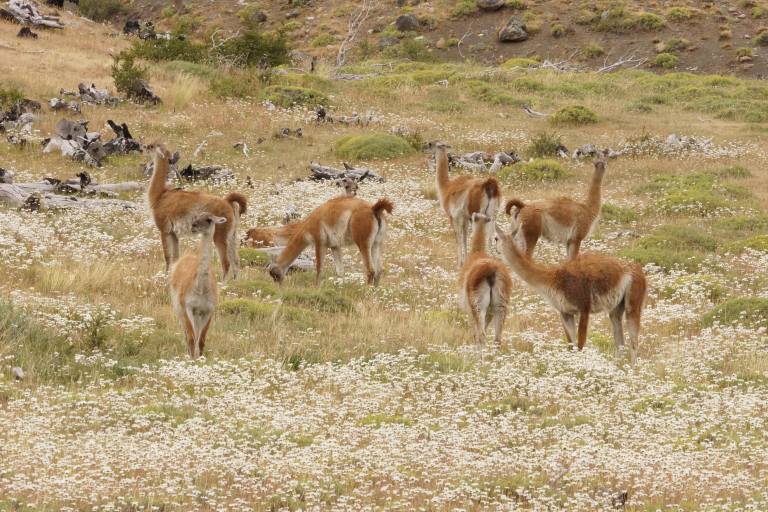 torres del paine gualopo's witte bloemen