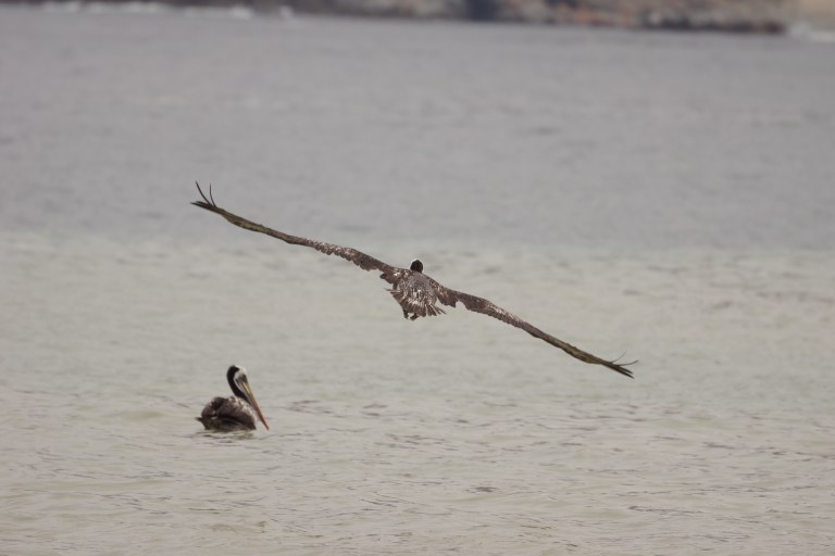 00021 pelikaanvliegen2