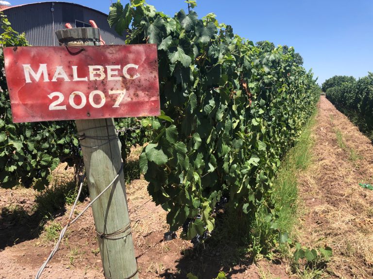 20malbecdruiven