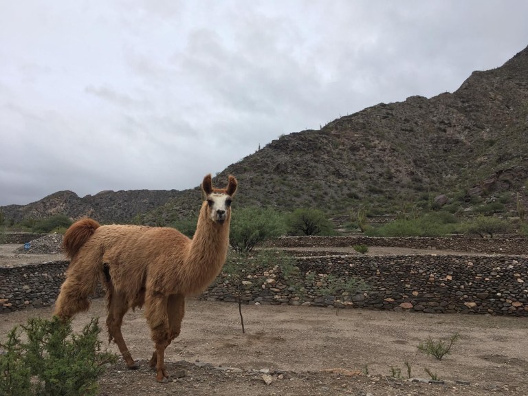 6llamaQuilmes2