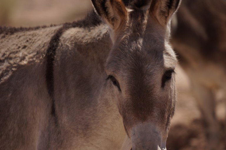 onderaan00006 ezelcloseup