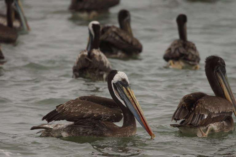 onderaan00023 pelikaan closup