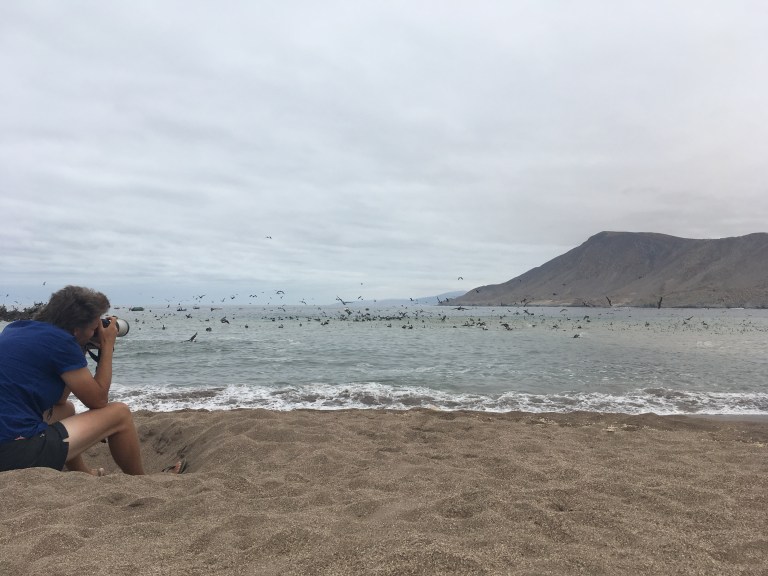 onderaan00026 pelikaanfoto'smaken