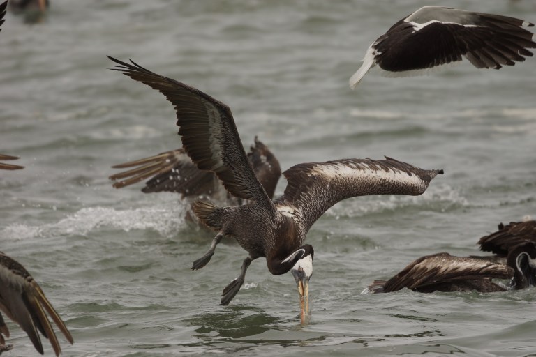 onderaan00029 pelikaansnavelwater