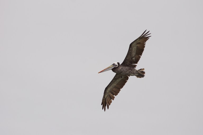 onderaan00030 pelikaanvliegen