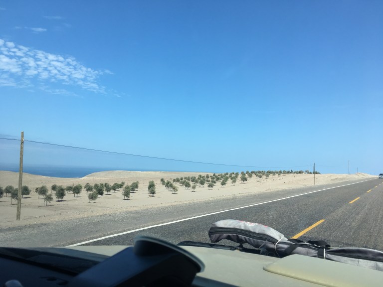 00011 beplantenwoestijn