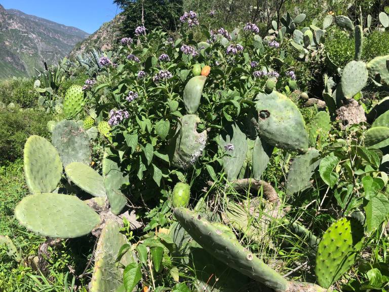 00011 colcahikecactus