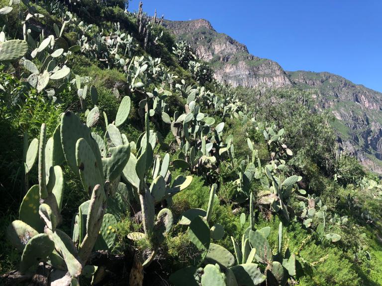 00012 colcahikecactus2