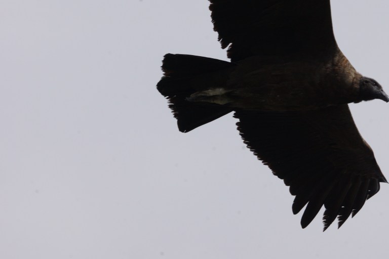 00025 condor onderaanzicht2 jong