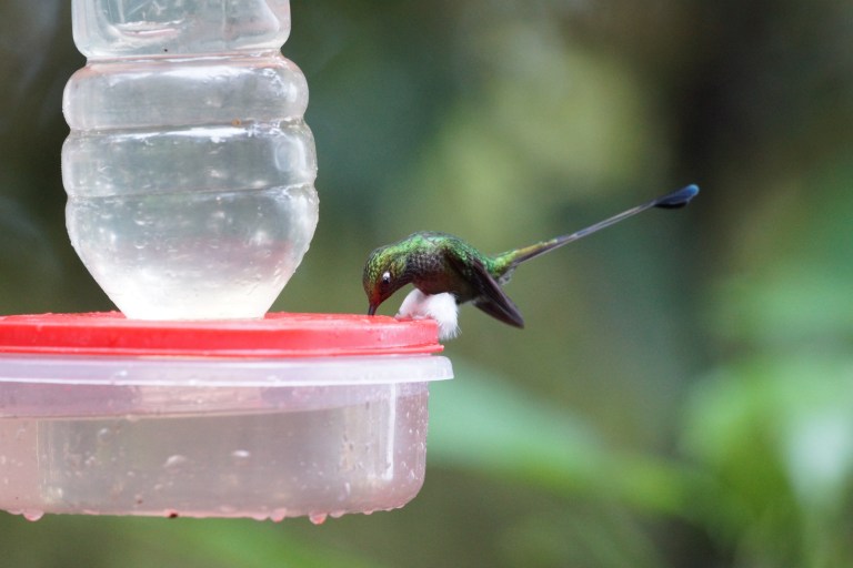 00049 kolibriedrinkt3