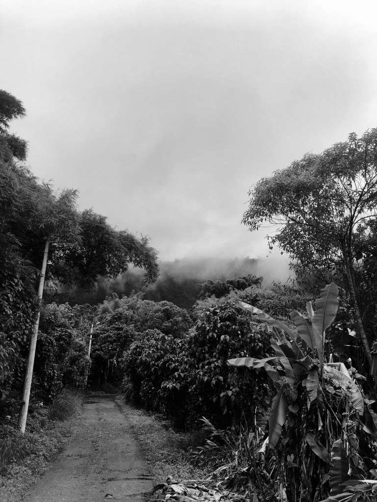 cloudforest