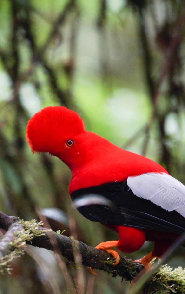 compicompiAndeanCofR1.1