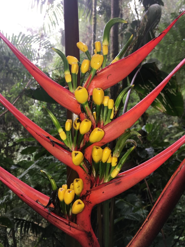 compicompibloemetje4