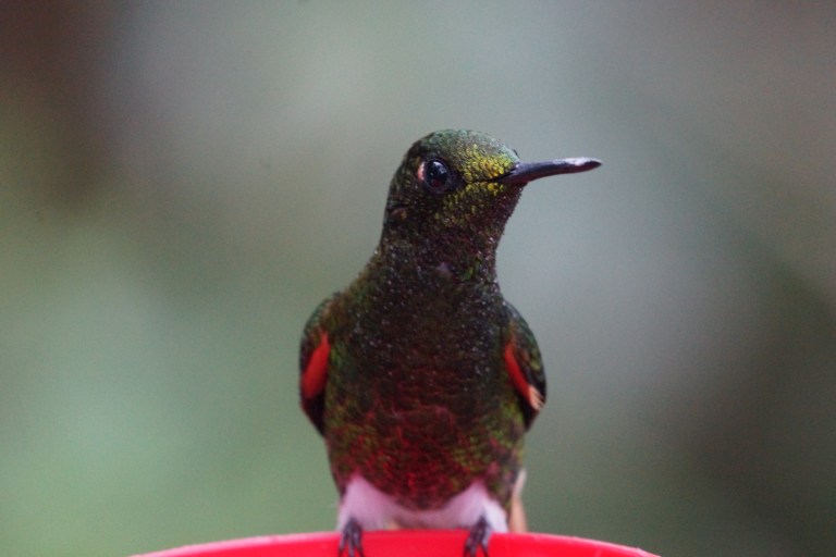 compicompikolibrie10