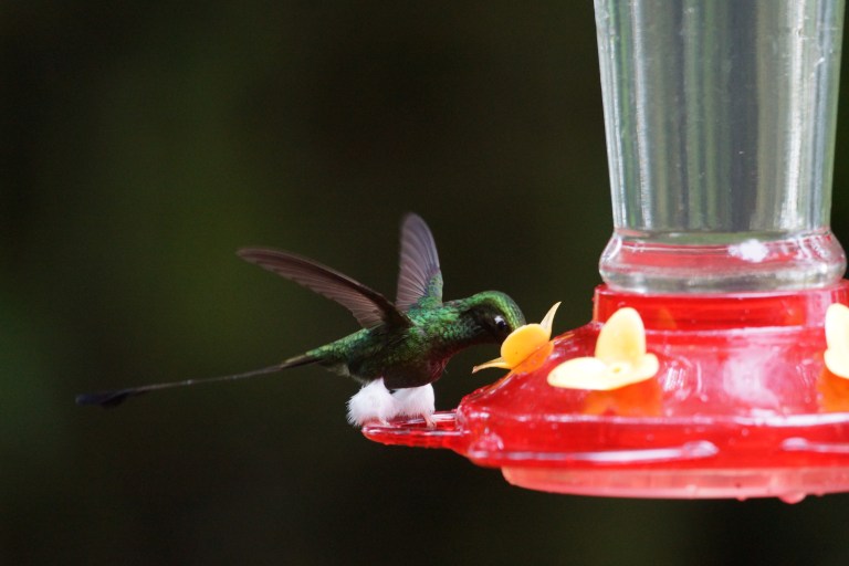 compicompikolibriedrinkt2