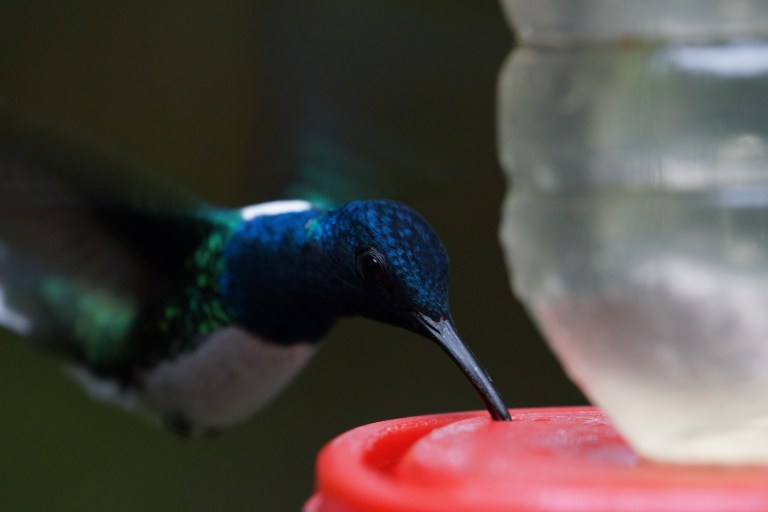 compicompikolibriedrinktcloseup