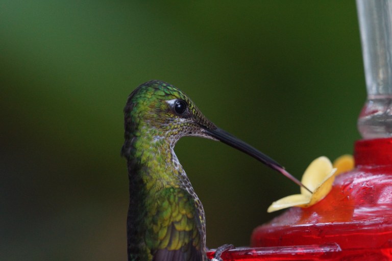 compicompikolibrietong2