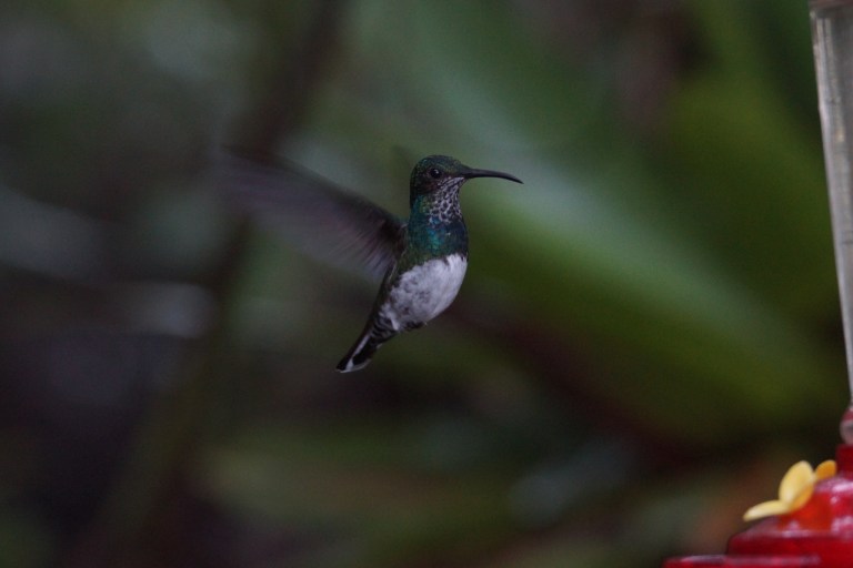 compicompikolibrievliegend