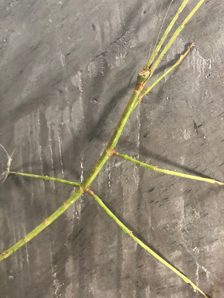 compicompiwandelendetak