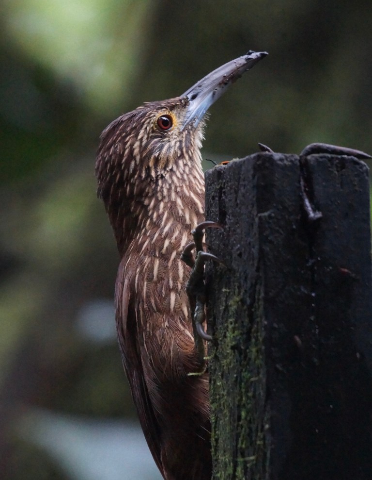 compicompiwoodhopper kopie