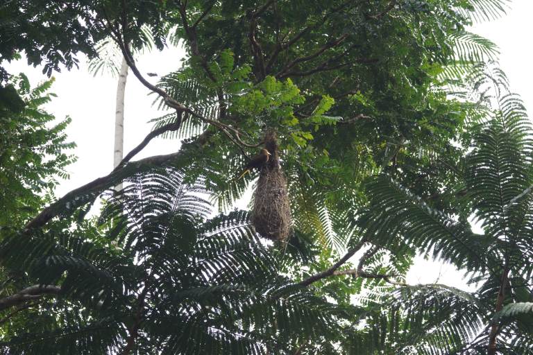 00012 gelevogel nest