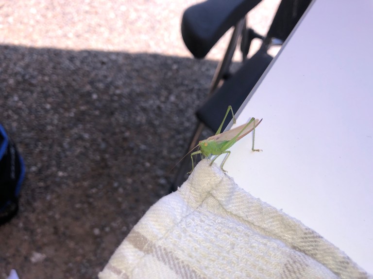 00042 sprinkhaan
