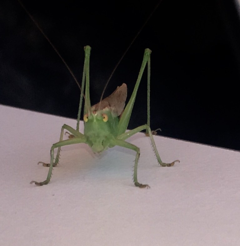 00043 sprinkhaancloseup