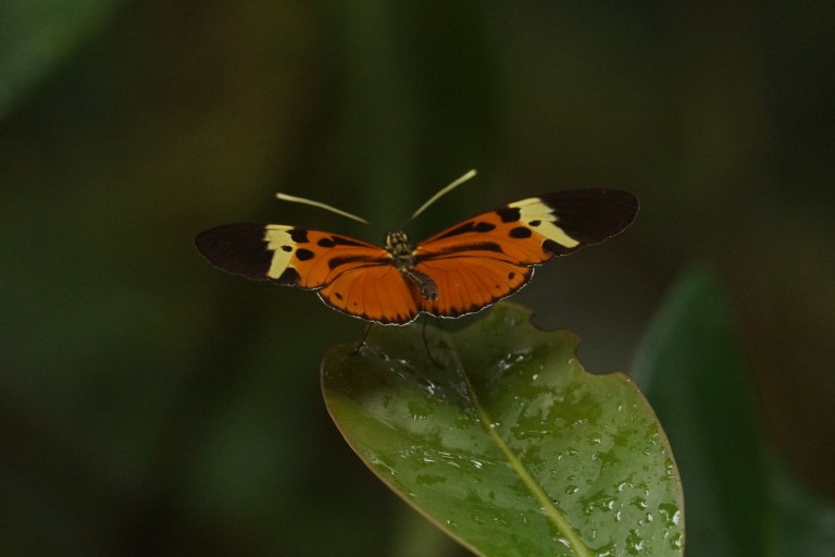 compioranjevlinder