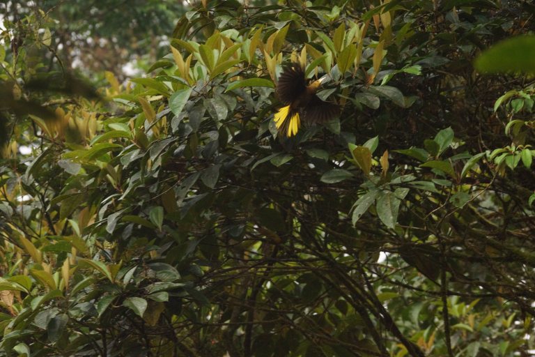 compivliegendegelevogel