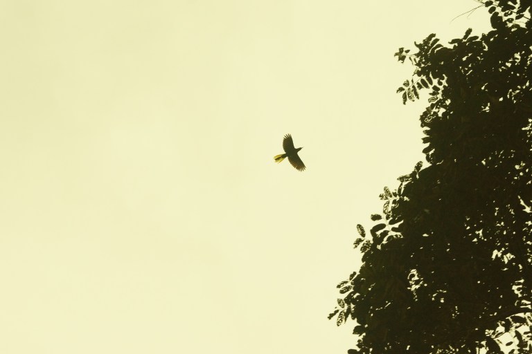 compivliegendevogelgelestaart