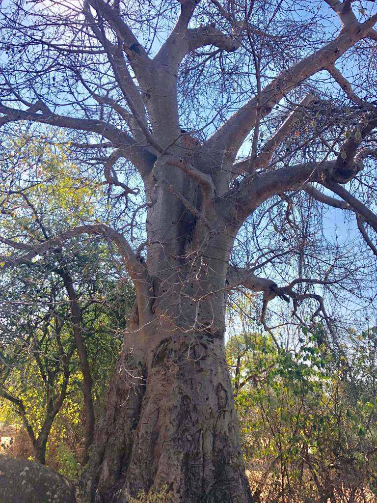 00004 BAobab