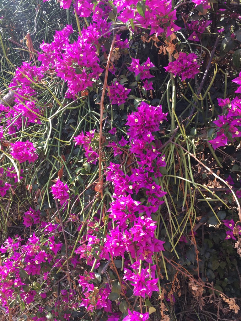 00039 haydom bloemen