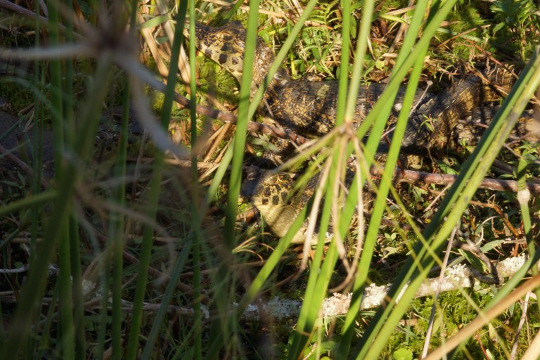 00044 npikaaijmanmini