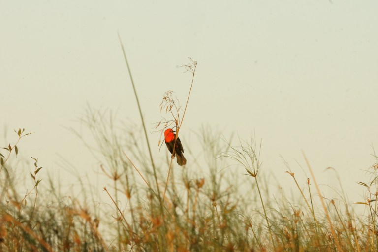 00052 NPIroodkopvogel