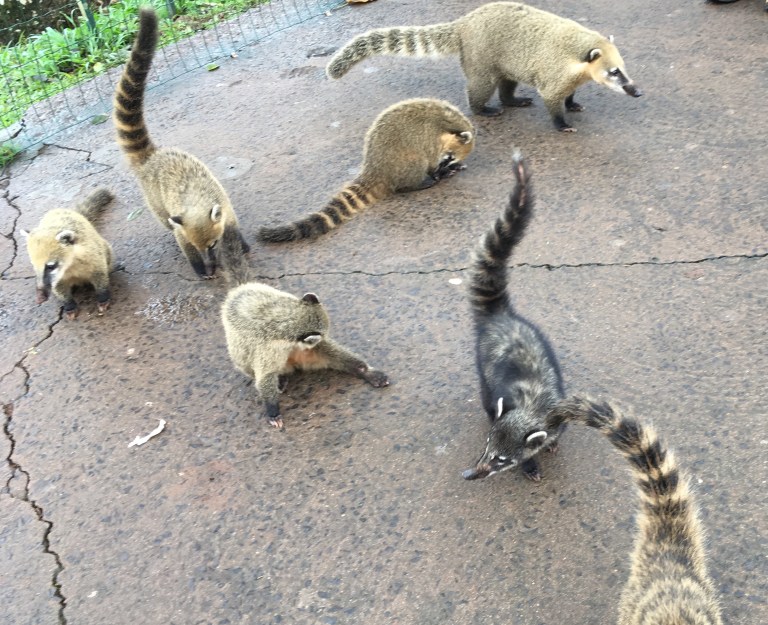 wild in iguacu brazilie