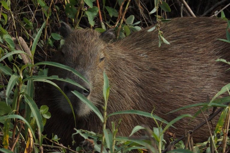 00003 capibara