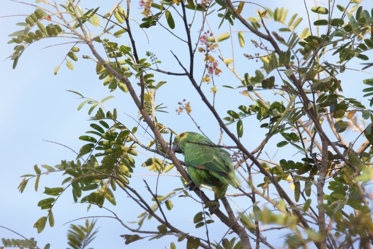 00018 pantanalpapagaai