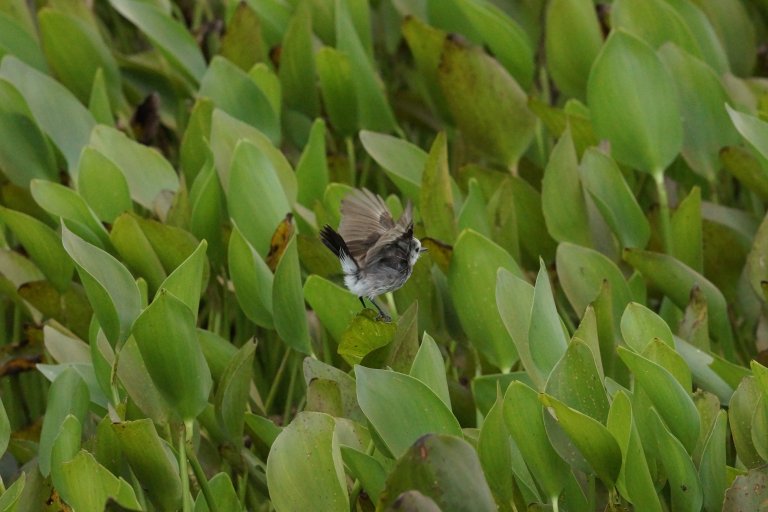 00019 pantanalvogeltje