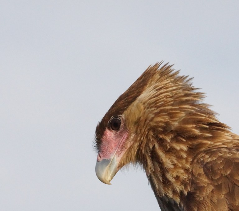 00023 roofvogelcloseup2