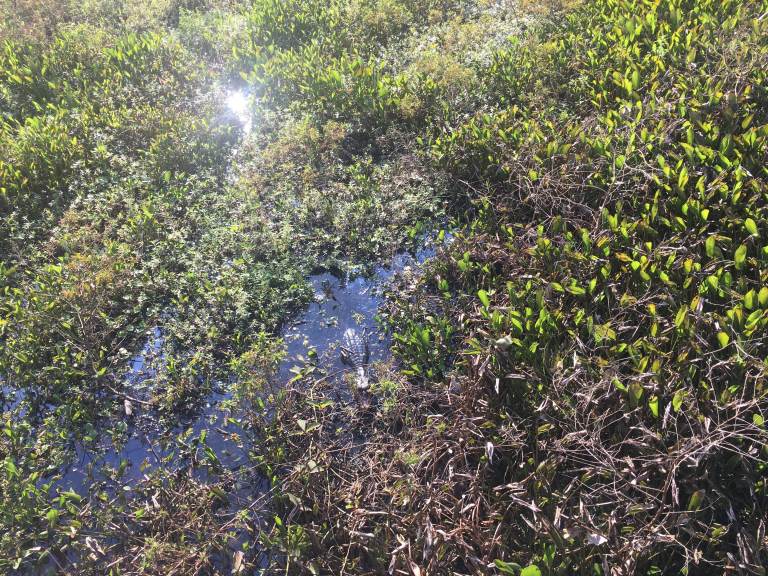 00030 zuid pantanal kayman