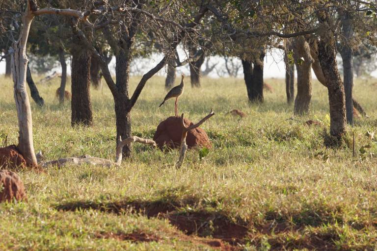 00065 vogelmierenhoop