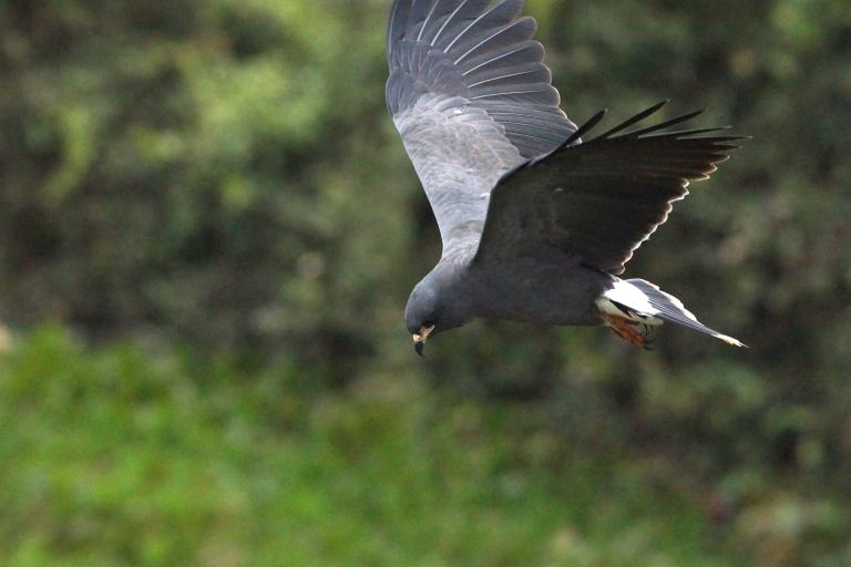 00003 00021 roofvogel