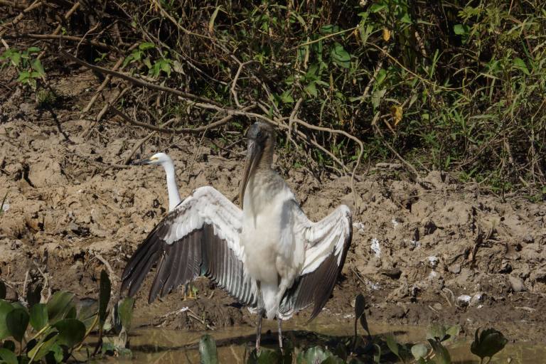 00005 00102 biddendeooievaar