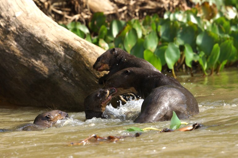 00006 00105 giantotter