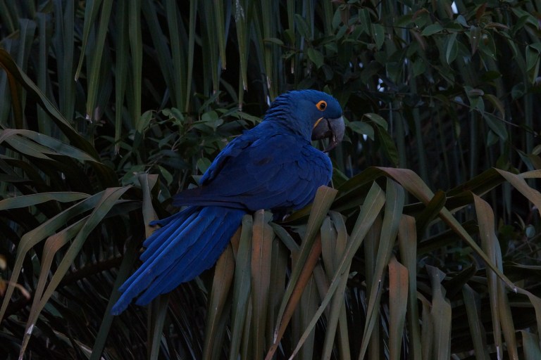 00007 00107 hyacintara